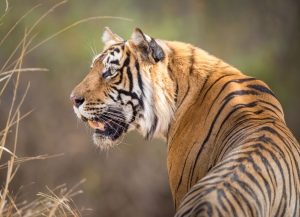 Puzzle (1.000 pieces): Bengaalse tijger, Jeff Goldberg, Wereld Natuurfonds