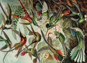 Puzzle (1.000 pieces): Art Forms of Nature, Ernst Haeckel, Teylers Museum