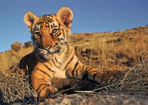 Puzzle (200 pieces): Welpje Bengaalse tijger, Martin Harvey, Wereld Natuurfonds