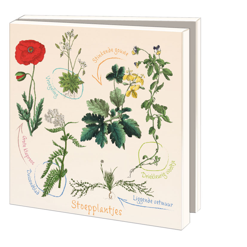 Card folder with env. Square: Stoepplantjes, Hortus botanicus Leiden